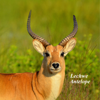 Lechwe Antelope